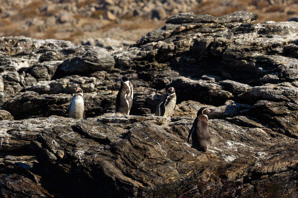 Pingüinos en Punta de Choros